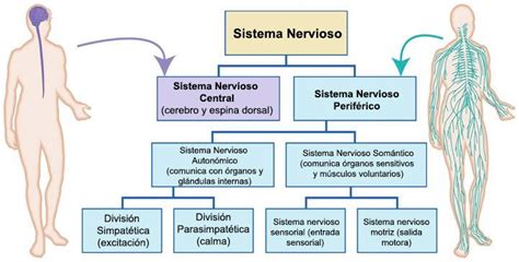 El Sistema Nervioso Periférico, anatomía y función