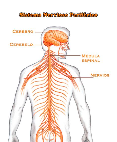 El Sistema Nervioso Periférico: función, partes ...
