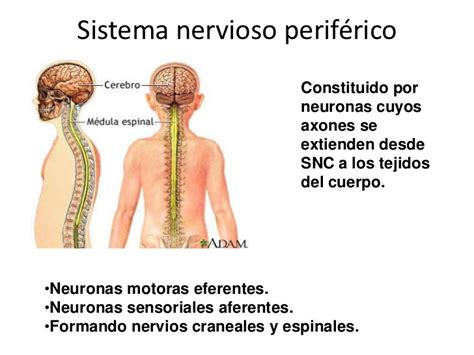 El Sistema Nervioso Periférico