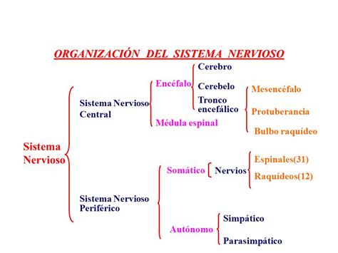 El sistema Nervioso.   ppt video online descargar