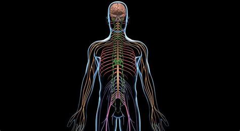 El sistema nervioso somático  SNS , anatomía y función
