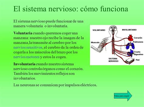 El sistema nervioso Vamos a contestar a las siguientes ...