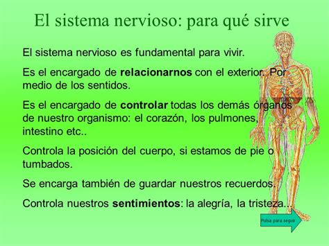 El sistema nervioso Vamos a contestar a las siguientes ...