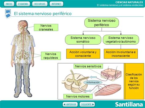 El sistema nervioso y el sistema endocrino   ppt video ...