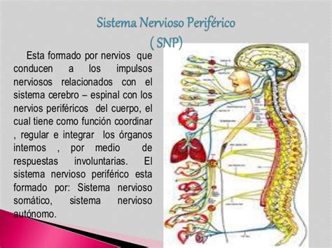 El sistema nervioso y sus funciones
