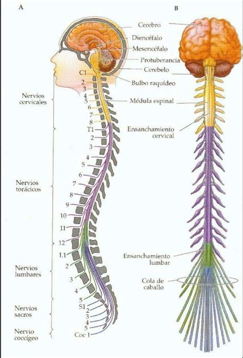 El sistema nervioso•°• | •Ciencia• Amino