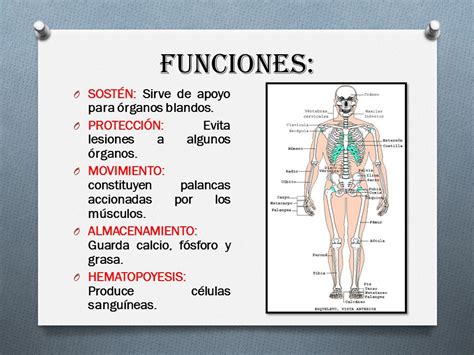 EL SISTEMA ÓSEO Conjunto de estructuras rígidas  huesos ...