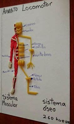 El sistema óseo, el aparato locomotor del cuerpo humano ...