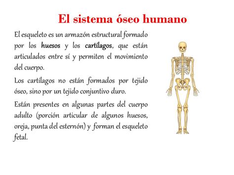 El sistema óseo humano.   ppt video online descargar