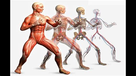 El Sistema Oseo y Muscular   YouTube