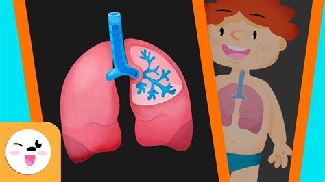 El sistema respiratorio del cuerpo humano para niños ...