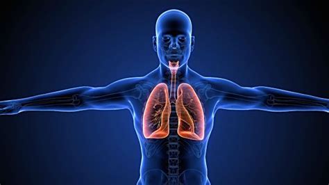 El Sistema respiratorio función y enfermedades ...