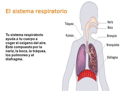 El sistema respiratorio   ppt descargar