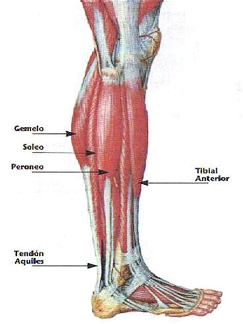 El soleo: un músculo poco conocido de la pierna