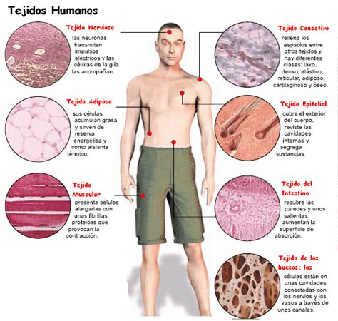 El tejido del cuerpo humano ¿En que consiste el tejido?