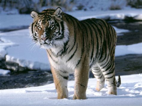 El Tigre de Siberia | Zona Vertigo2040