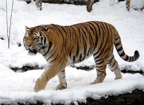 El tigre siberiano está cerca de salvarse de la extinción ...