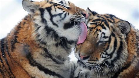El tigre siberiano, una especie amenazada