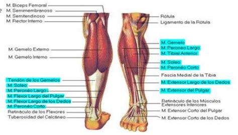 El tobillo anatomía y lesiones más frecuentes | eFisioterapia