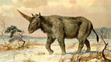 El unicornio de Siberia: unos investigadores afirman que ...