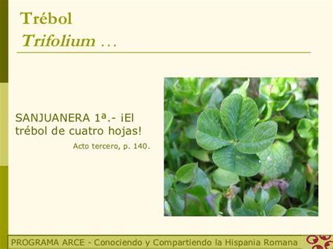 El uso del latín en los nombres científicos de las plantas.