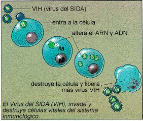 El VIH y Sida   Monografias.com