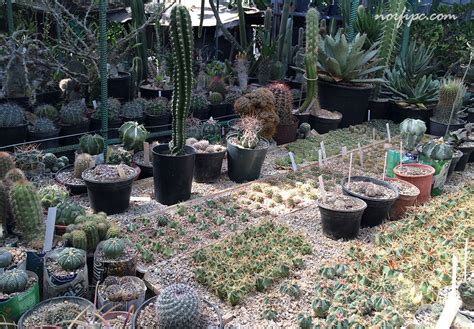 El Vivero Lotería, la mayor colección de cactus de Cuba