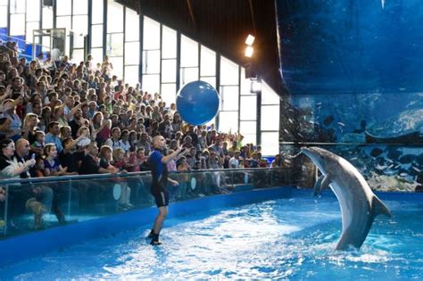 El Zoo de Barcelona ja no farà més exhibicions amb dofins ...