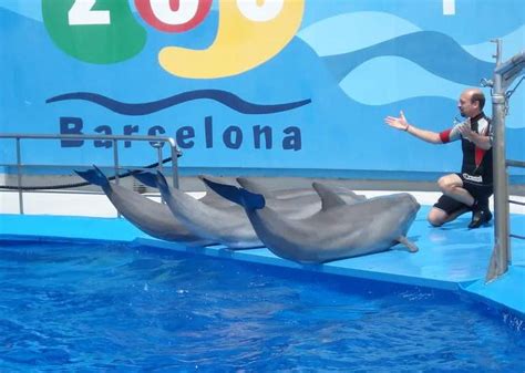 El Zoo de Barcelona prevé construir un nuevo delfinario ...