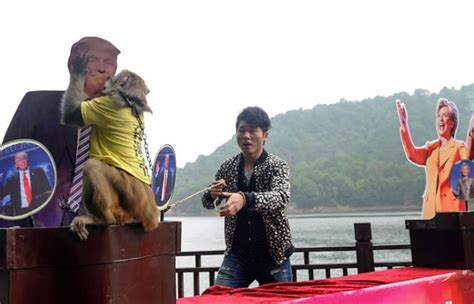 Elecciones Estados Unidos: El mono que predice quién va a ...