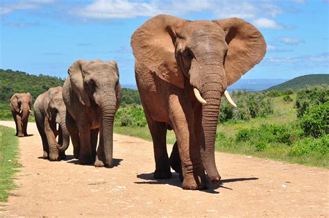 Elefante Africano   Animais Mamíferos   InfoEscola