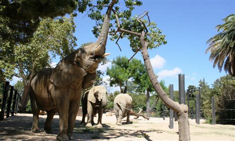 Elefante africano de sabana | Zoo Barcelona