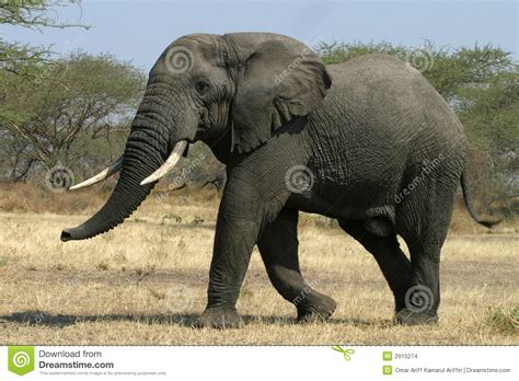 Elefante africano foto de archivo. Imagen de d0, pares ...