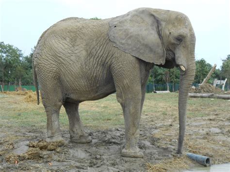 Elefante Africano   Safari Ravenna loc. Mirabilandia