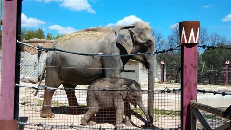 Elefante del Zoo de Madrid con su cría   YouTube