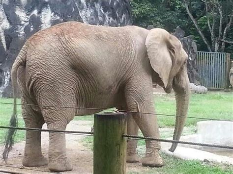 elefante lo último del zoológico: fotografía de Mayaguez ...