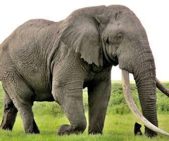 Elefante | Mille Animali