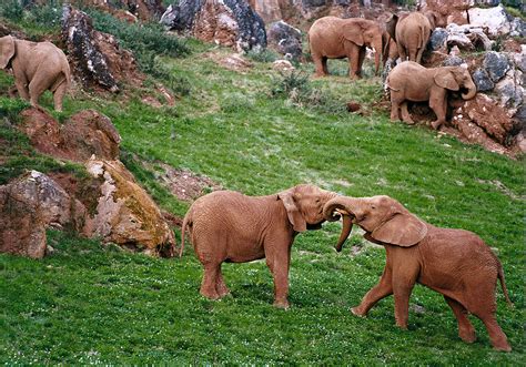 Elefante Parque de la Naturaleza de Cabárceno Cantur ...