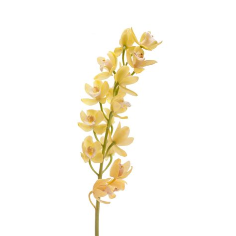eleletsitz: Types Of Yellow Orchids Images