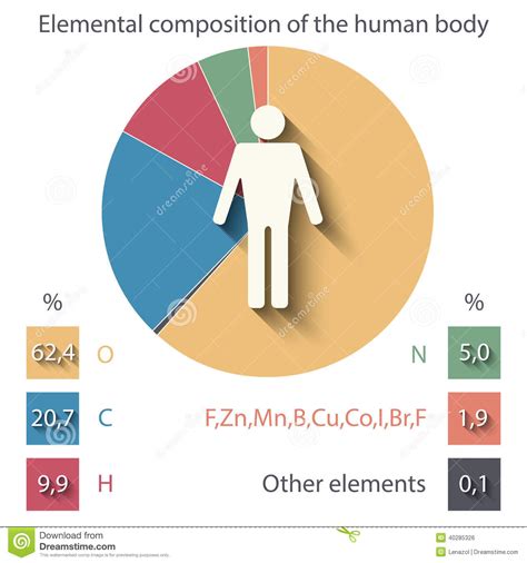 Elemental Composition Of The Human Body Stock Vector ...