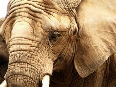Elephant memory Photo | Free Download