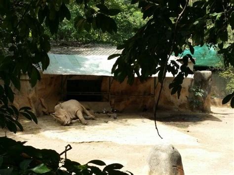 Elephant   Picture of Mayaguez Zoo, Mayaguez   TripAdvisor