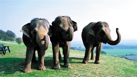 Elephants | Zoological Society of London  ZSL