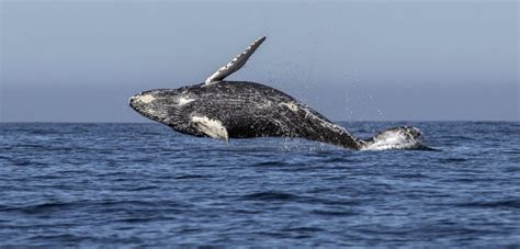 Embarcaciones japonesas cazan más de 300 ballenas en la ...