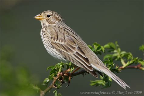 Emberiza calandra Pictures, Corn Bunting Images, Nature ...
