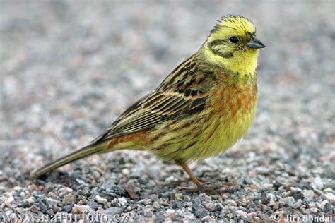 Emberiza citrinella Pictures, Yellowhammer Images, Nature ...