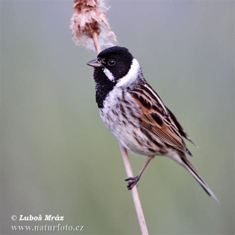 Emberiza schoeniclus Pictures, Reed Bunting Images, Nature ...