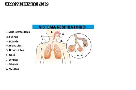 Embolia pulmonar   Diagnostico, Síntomas y Tratamiento