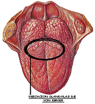 Embriología Buco Dental.: Glándulas Salivales   Tipos