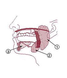 Embriologia buco dental